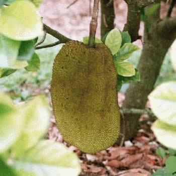 Jackfruit